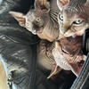 Sphynx kittens hairless cats