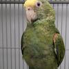 Double Yellow Headed Amazon