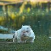 Exotic American Bully