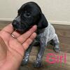 German shorthaired pointer puppies