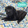 Cartier World Champion Line Cane Corso male