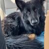 AKC Male Bi-Color German Shepherd Available for Stud