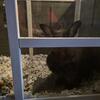 Pet Bunny Purebred Silver Fox for Adoption