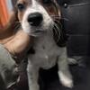 Beagle purebreds for rehoming