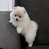 Pomeranian Pups