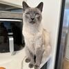 Looking for a male blue/lilac point siamese kitten