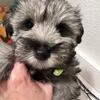Miniature schnauzer puppies for sale