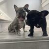 French bulldog puppies 