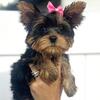 Teacup Yorkie Pups Available 