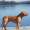 Apex 100% Pure OFRN APBT "JEPSEN" FOR STUD