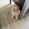 pomeranian puppy