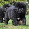 Beautiful Newfoundland puppies available for sale..7300930479