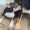 Female American pitbull terrier 