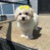 Havanese puppies