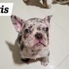 Adorable French Bulldog puppy female 
