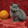 Female British Shorthair Kitten - (Orange)
