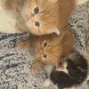 Full Blood Persian Kittens