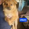 Pomchi Puppies born 3/13/2025