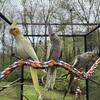 super tame loving beautiful cockatiel babies!