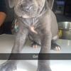 Cane corso mix with Pit Bull 