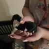 Dauchund Puppies ready 1/13/25