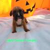 Fawn Boxer puppies 