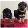 Rottweiler puppies!
