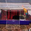 Sweet beautiful male Guinea pig w cage and accessories!!