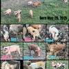 Pigs needing homes