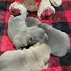 AKC French bulldog puppies - sold