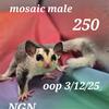 Sugar Gliders 