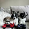✨ 3 AKC Registered Spitz Puppies with 1 Year of Grooming Care ✨