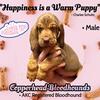 AKC Bloodhounds Puppies