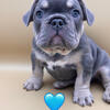 11 Week AKC Blue & Tan French Bulldog Puppies (1)Male & (1)Females