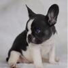 French Bulldog Puppies