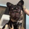 Fluffy Frenchie UK IMPORT