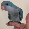 Baby Blue Quaker Parrot **Reduced Price**