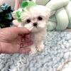 Tiny teacup  Korean Maltese Baby Prosecco
