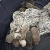 Pit bull Puppies 