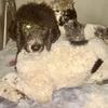 AKC Standard Poodle Dixie