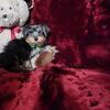 Yorkie Pups Adorable Male & Female 