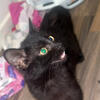 Black kitten 