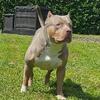 3yr old Bully with abkc papers