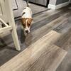 Jack Russell looking for new family 