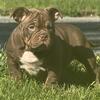 American Bully 