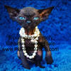 Sphynx, Elf, bambino hairless kittens 