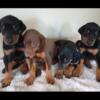Doberman puppies for sale