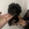 Maltipoo puppies 