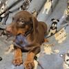 Doberman Pinscher puppies 