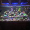 Reef Aquarium (fish tank) 120gal large lot $1750